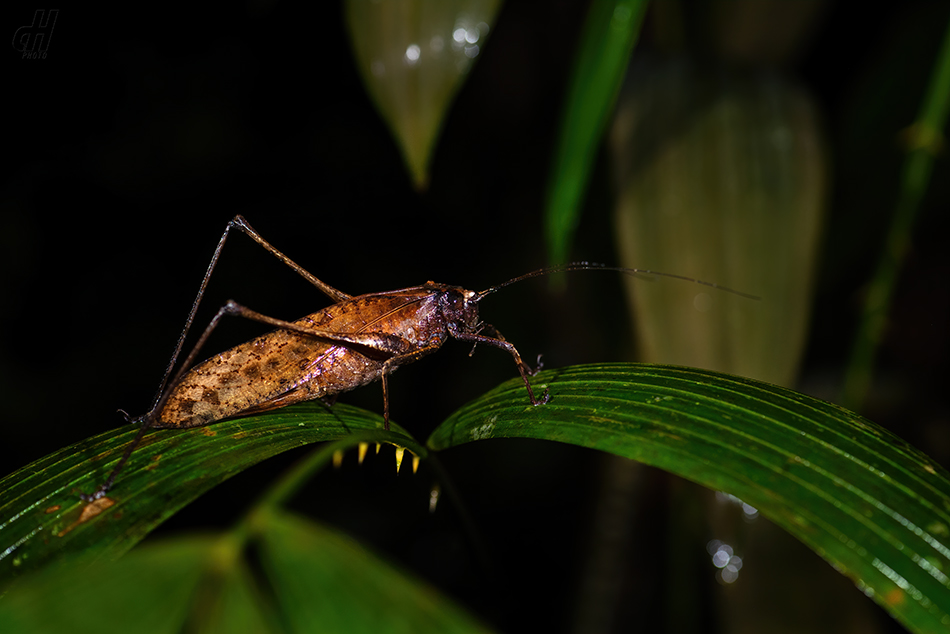 Mecopoda elongata