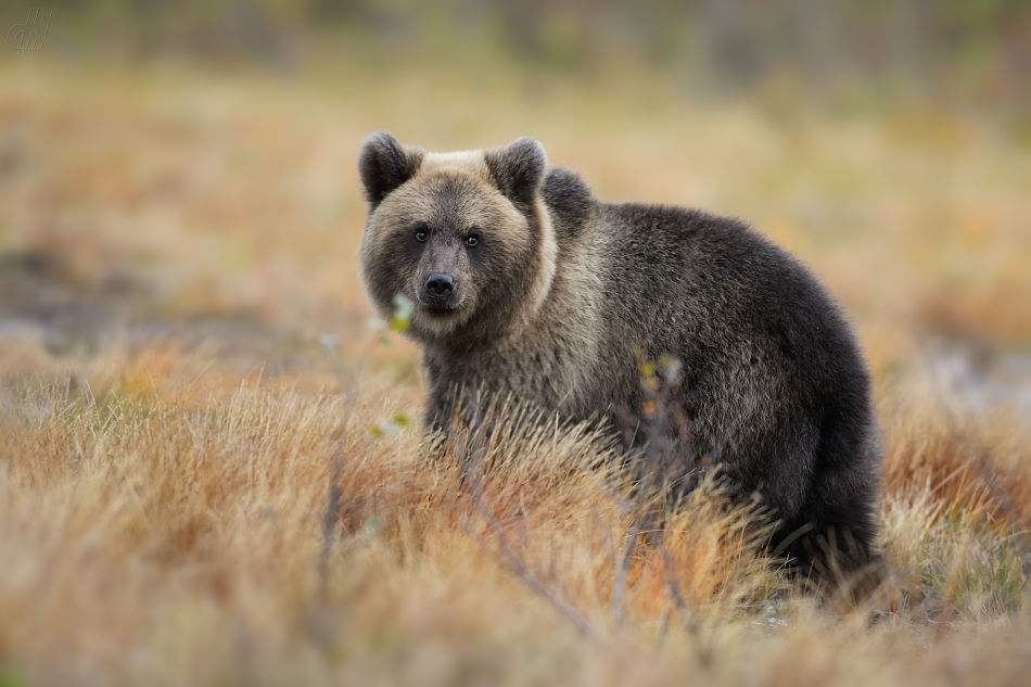 medvěd hnědý - Ursus arctos