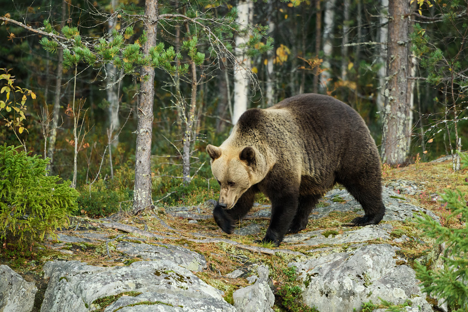 medvěd hnědý - Ursus arctos