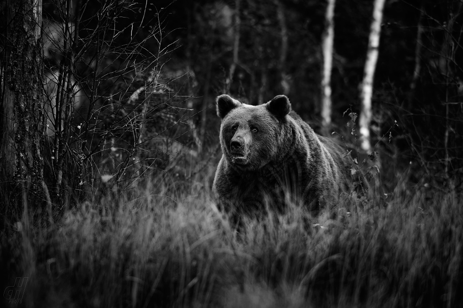 medvěd hnědý - Ursus arctos