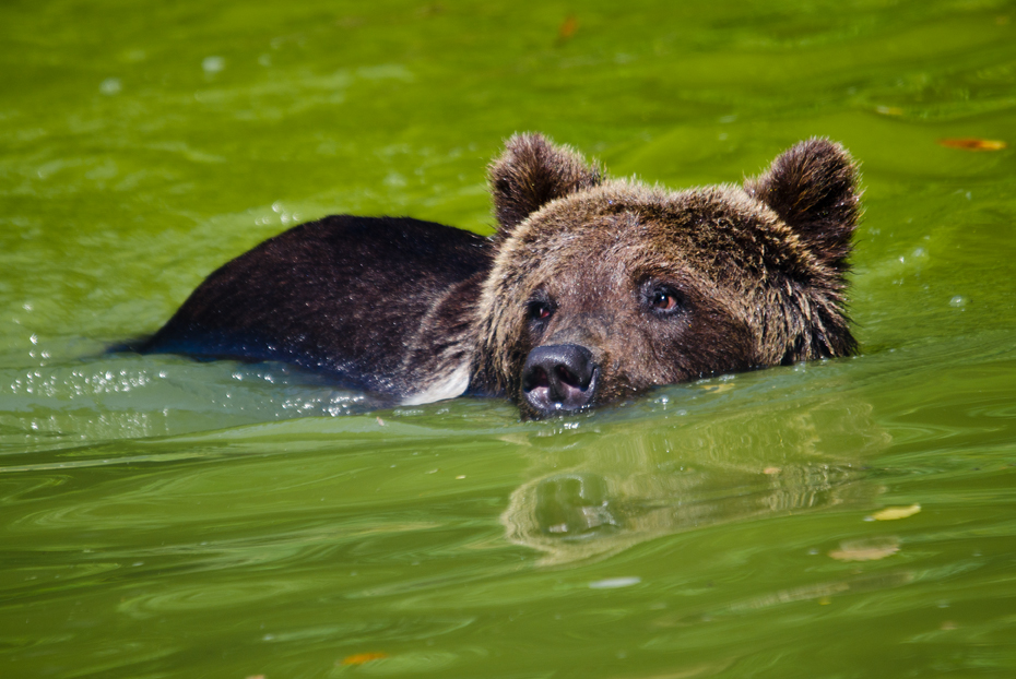 medvěd hnědý - Ursus arctos