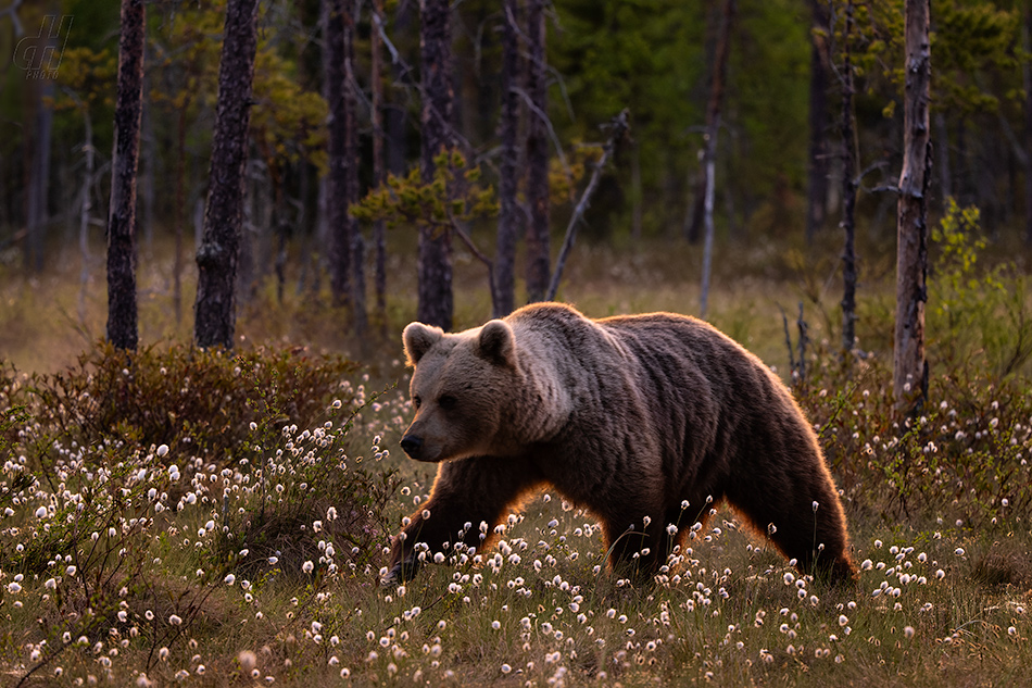 medvěd hnědý - Ursus arctos