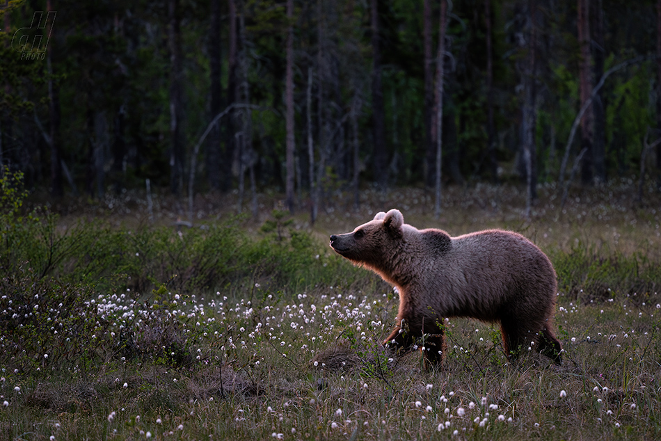 medvěd hnědý - Ursus arctos