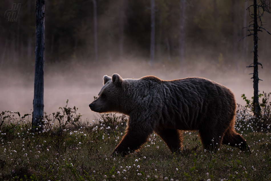 medvěd hnědý - Ursus arctos