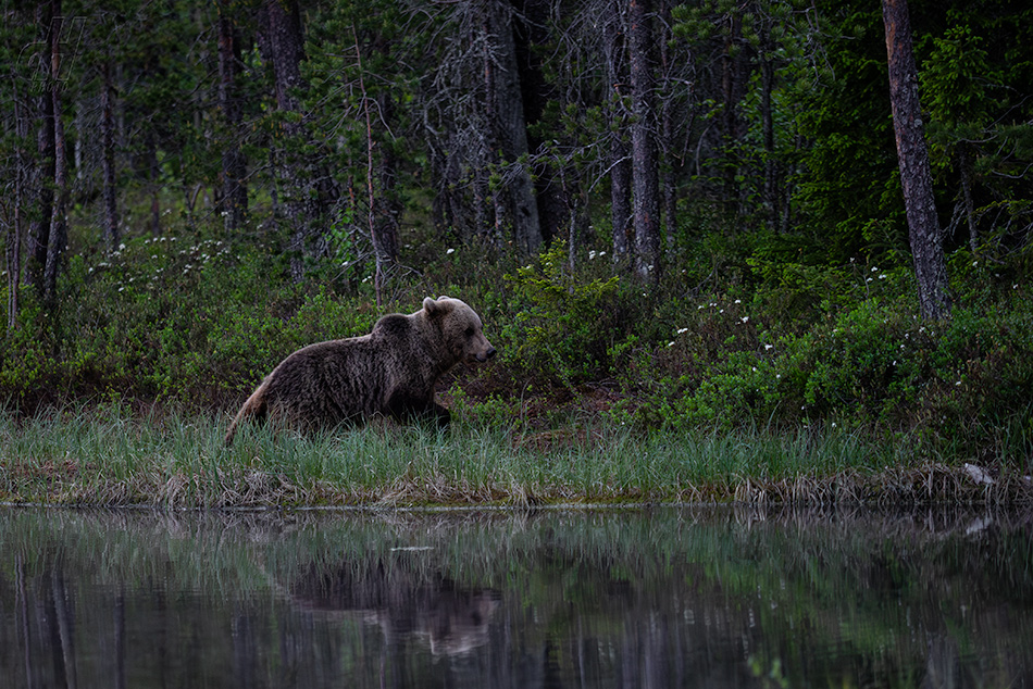 medvěd hnědý - Ursus arctos