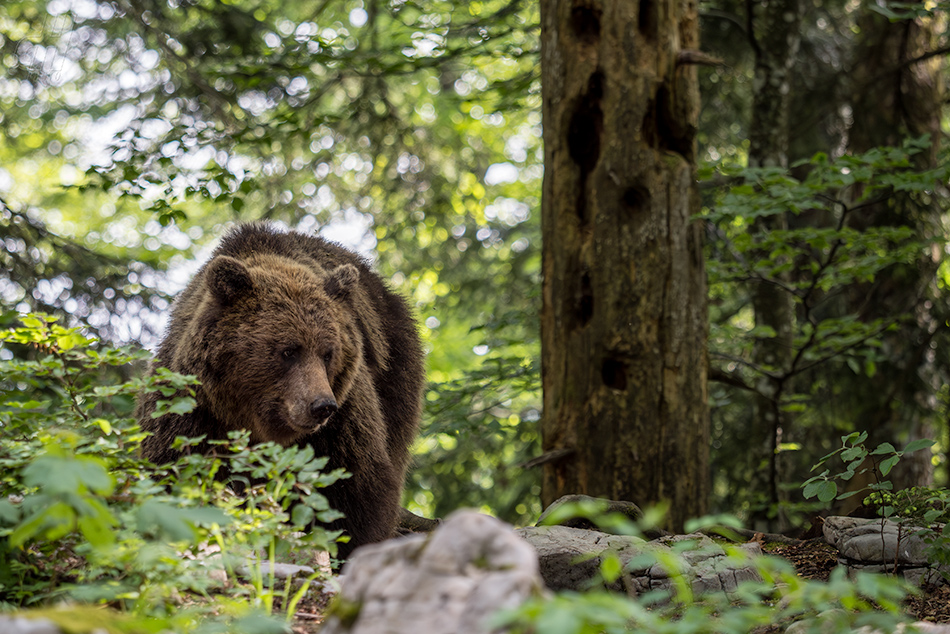 medvěd hnědý - Ursus arctos