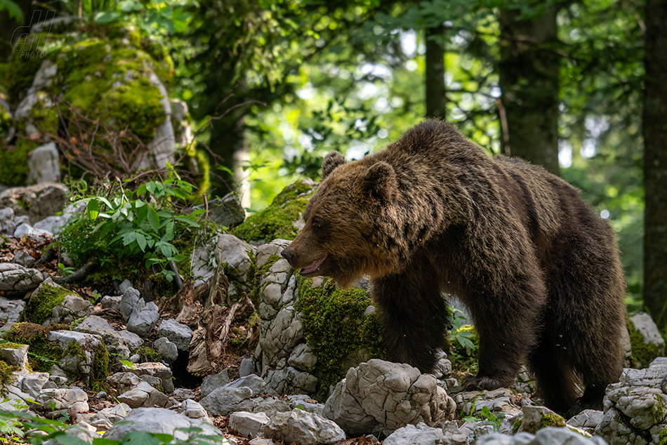 medvěd hnědý - Ursus arctos