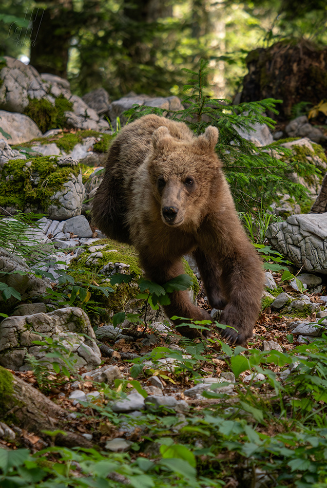 medvěd hnědý - Ursus arctos