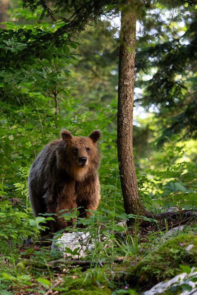 medvěd hnědý - Ursus arctos