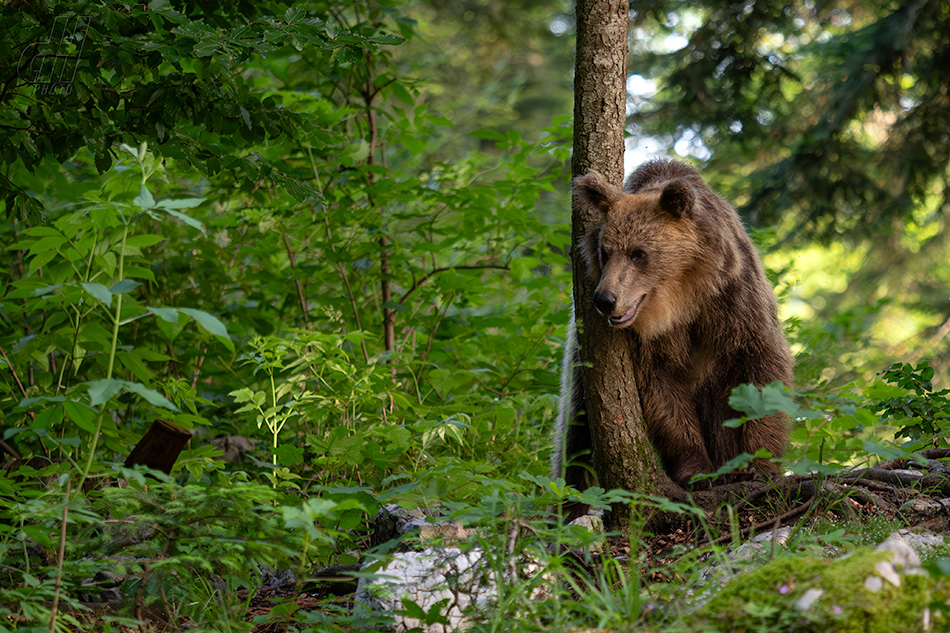 medvěd hnědý - Ursus arctos