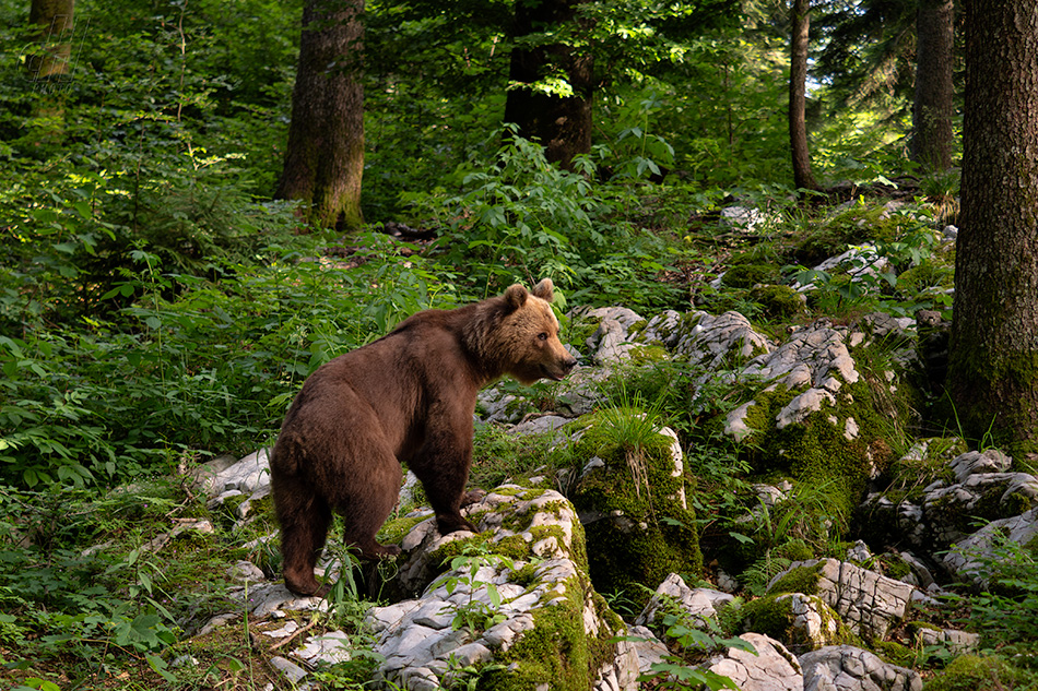 medvěd hnědý - Ursus arctos