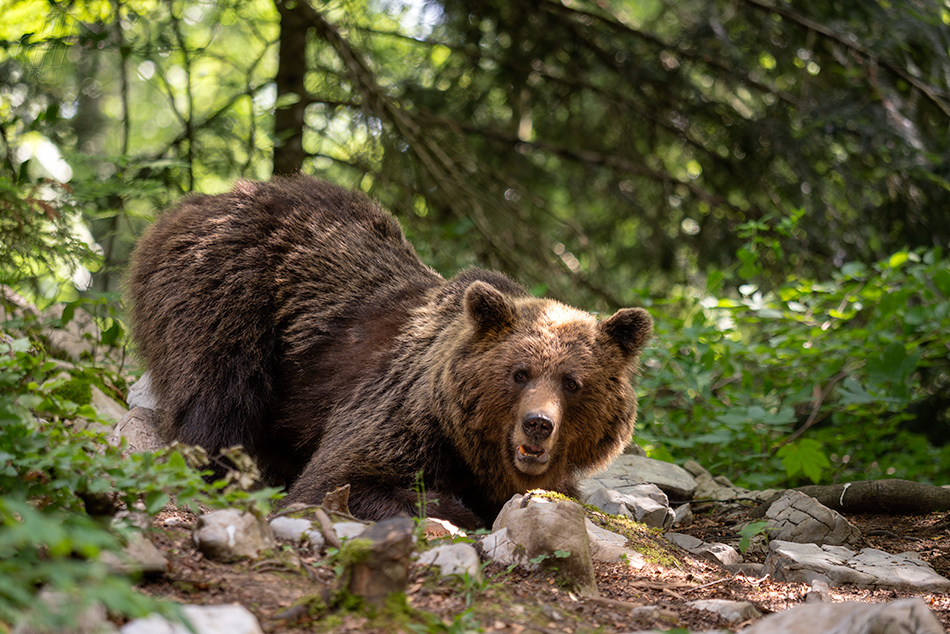 medvěd hnědý - Ursus arctos