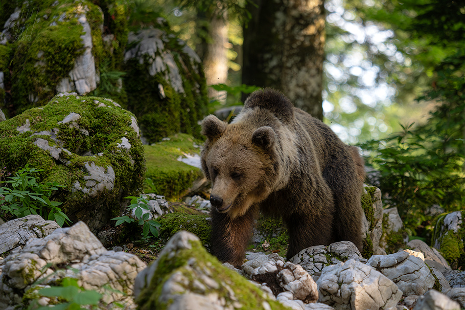 medvěd hnědý - Ursus arctos