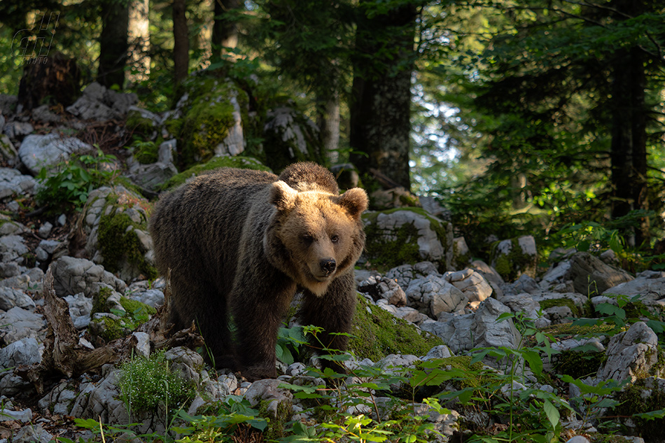 medvěd hnědý - Ursus arctos