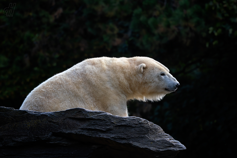 medvěd lední - Ursus maritimus