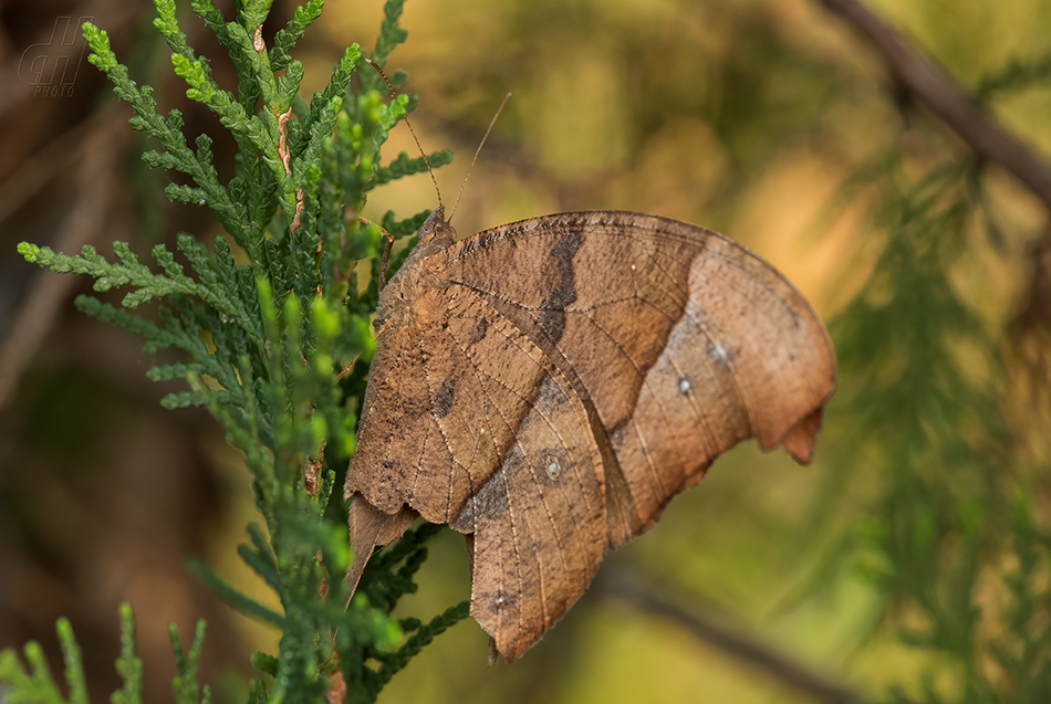 Melanitis leda