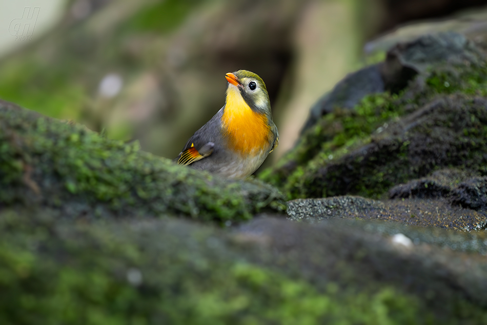 mesie čínská - Leiothrix lutea