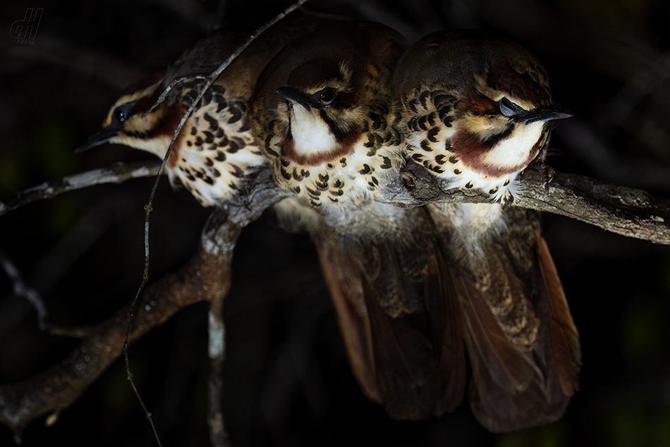 mesit běloprsý - Mesitornis variegatus