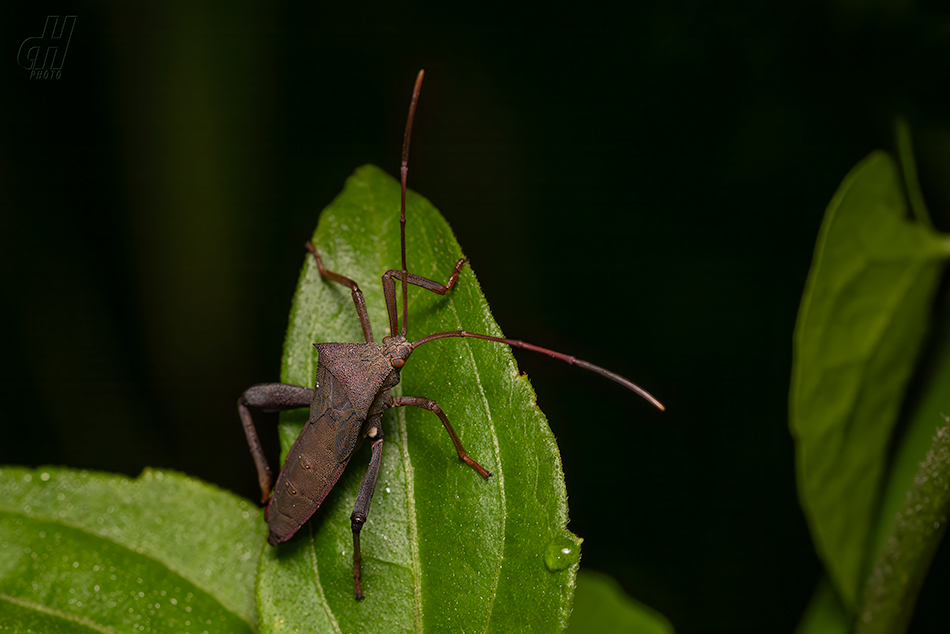 Mictis longicornis