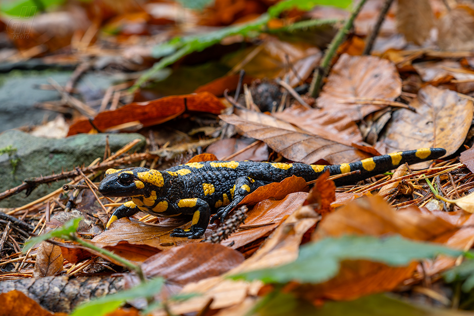 mlok skvrnitý - Salamandra salamandra