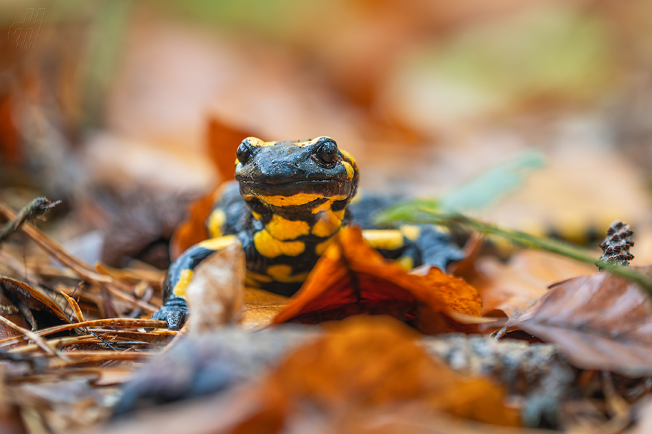 mlok skvrnitý - Salamandra salamandra