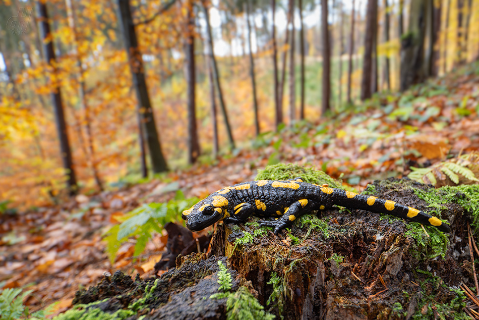 mlok skvrnitý - Salamandra salamandra