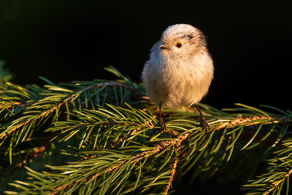 mlynařík dlouhoocasý - Aegithalos caudatus