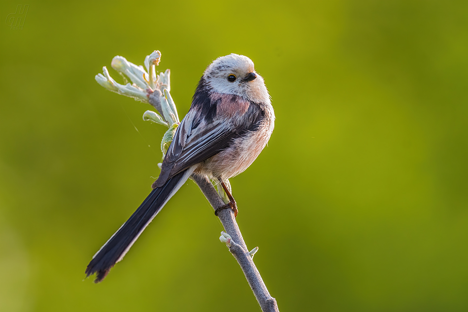 mlynařík dlouhoocasý - Aegithalos caudatus