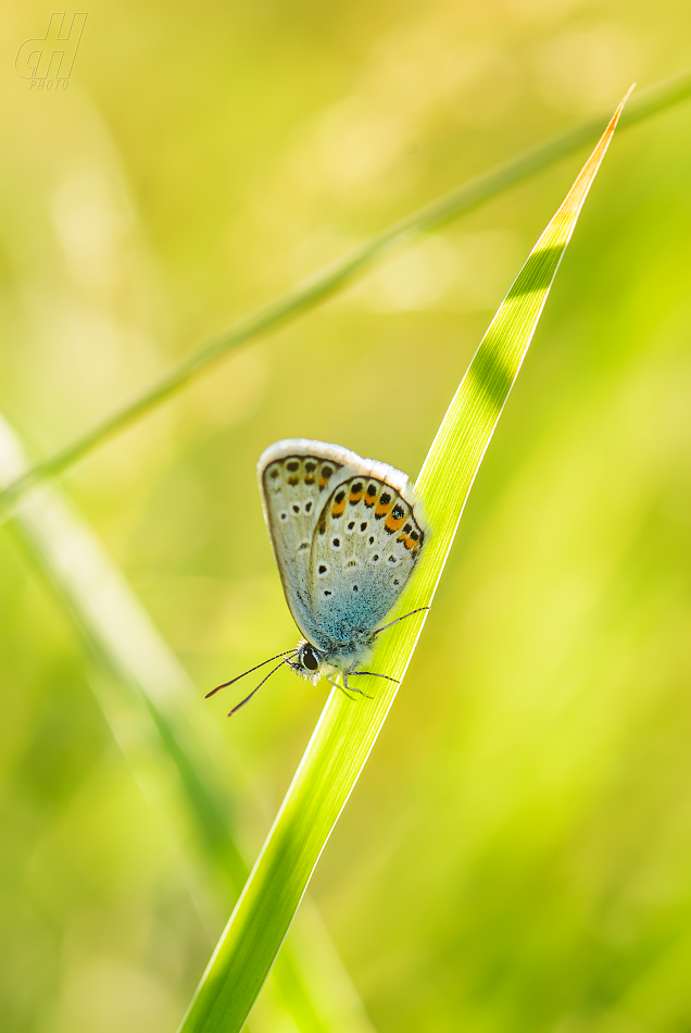 modrásek černolemý - Plebejus argus