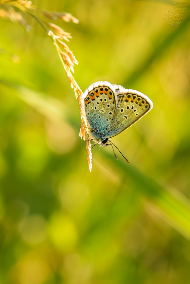 modrásek černolemý - Plebejus argus