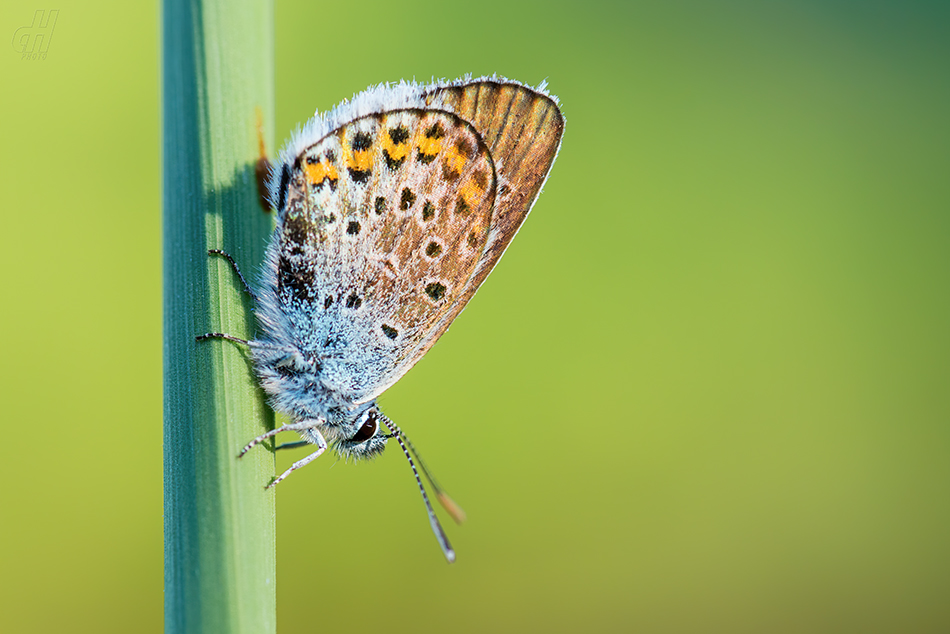 modrásek černolemý - Plebejus argus