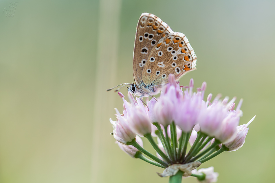 modrásek jehlicový - Polyommatus icarus