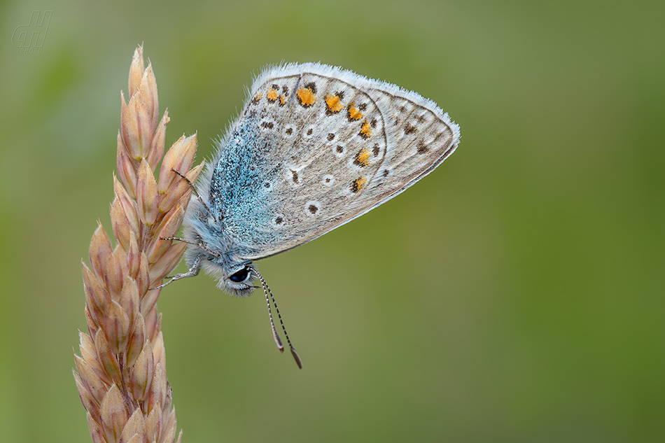 modrásek jehlicový - Polyommatus icarus