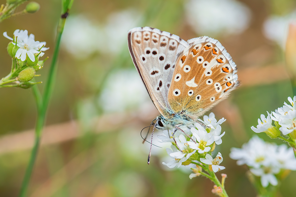 modrásek vikvicový - Polyommatus coridon