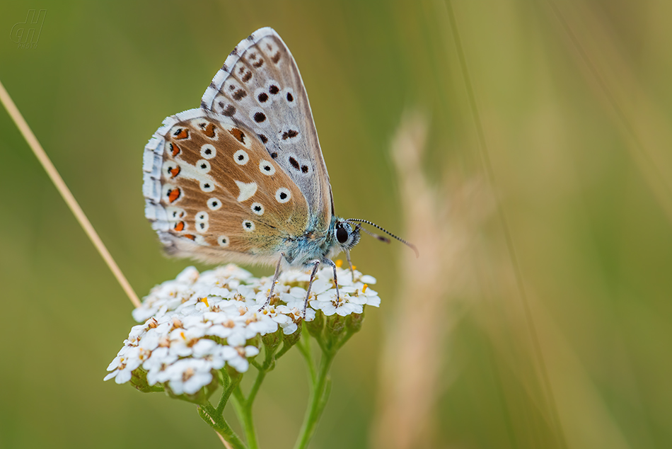 modrásek vikvicový - Polyommatus coridon