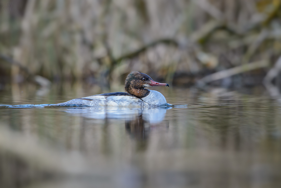 morčák velký - Mergus merganser