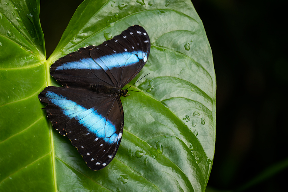 Morpho achilles