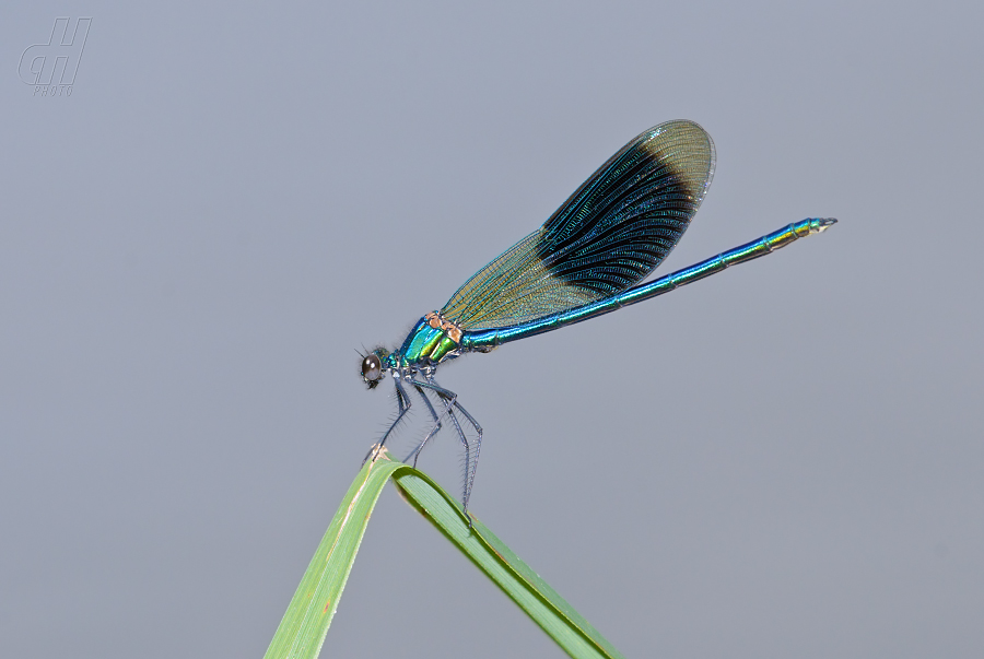 motýlice lesklá - Calopteryx splendens