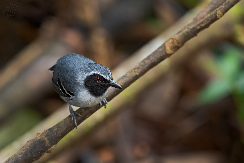 mravenčík černolící - Myrmoborus myotherinus