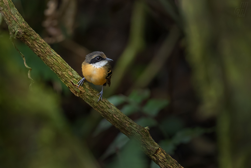 mravenčík černolící - Myrmoborus myotherinus