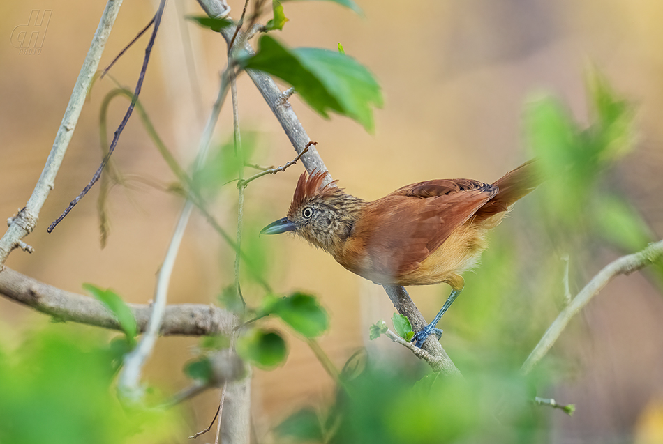 mravenčík zebrovitý - Thamnophilus doliatus