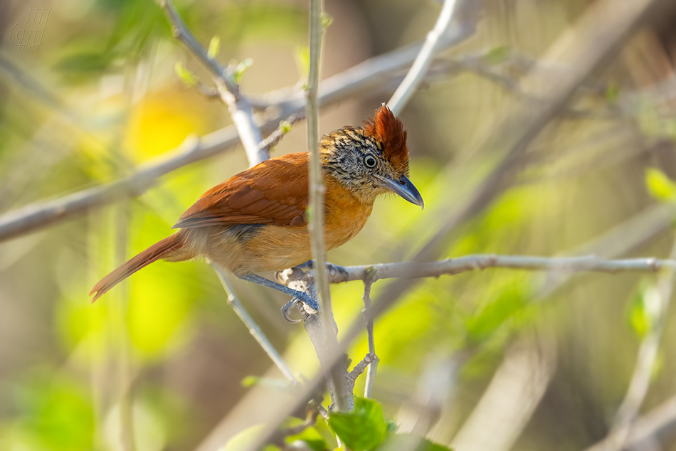 mravenčík zebrovitý - Thamnophilus doliatus