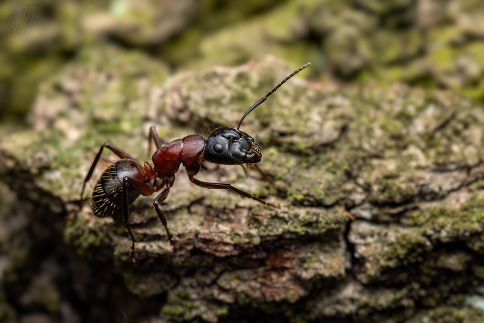 mravenec dřevokaz - Camponotus ligniperdus