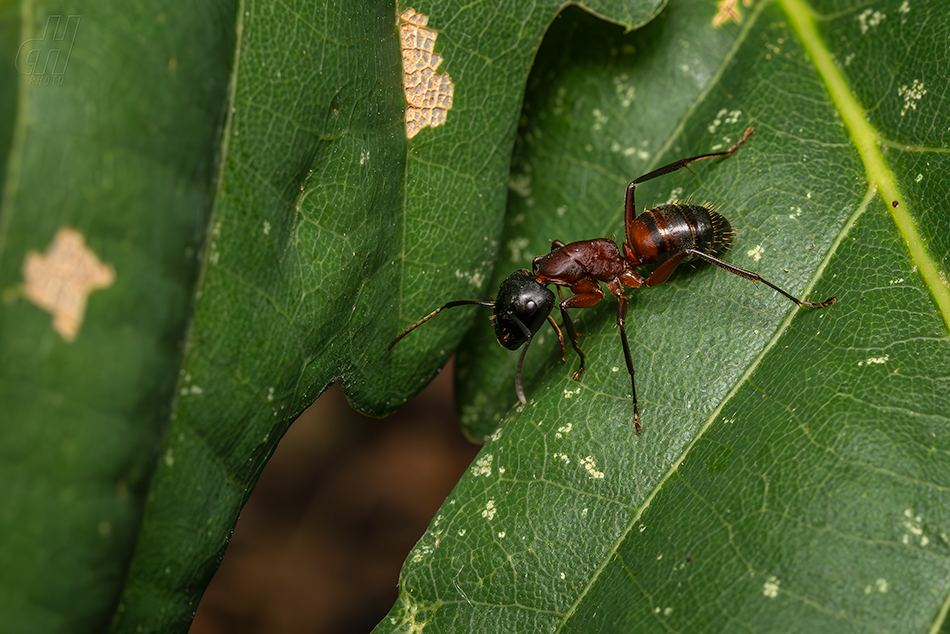 mravenec dřevokaz - Camponotus ligniperdus