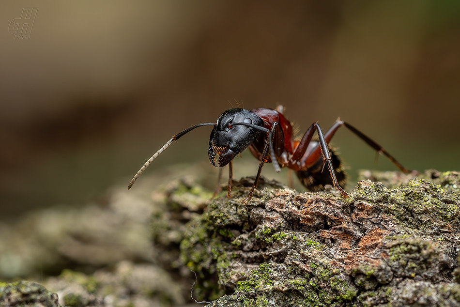 mravenec dřevokaz - Camponotus ligniperdus