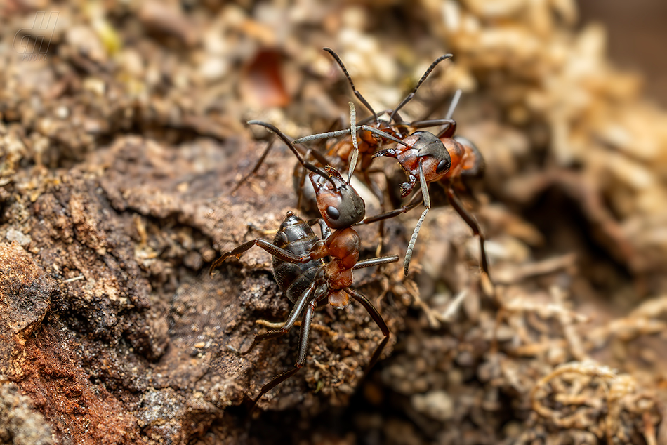 mravenec lesní - Formica rufa