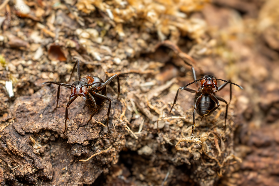 mravenec lesní - Formica rufa