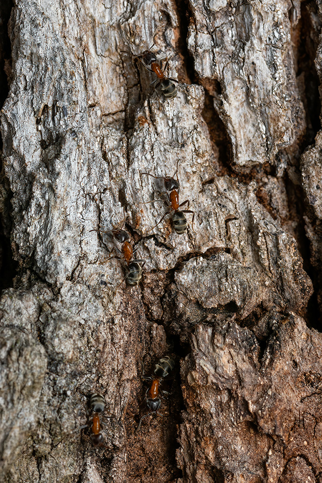 mravenec lužní - Liometopum microcephalum