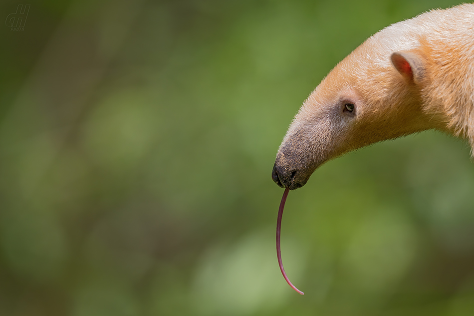 mravenečník čtyřprstý - Tamandua tetradactyla