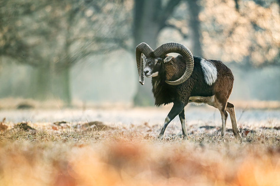 muflon - Ovis orientalis